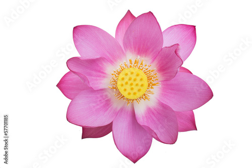 pink lotus isolated white background