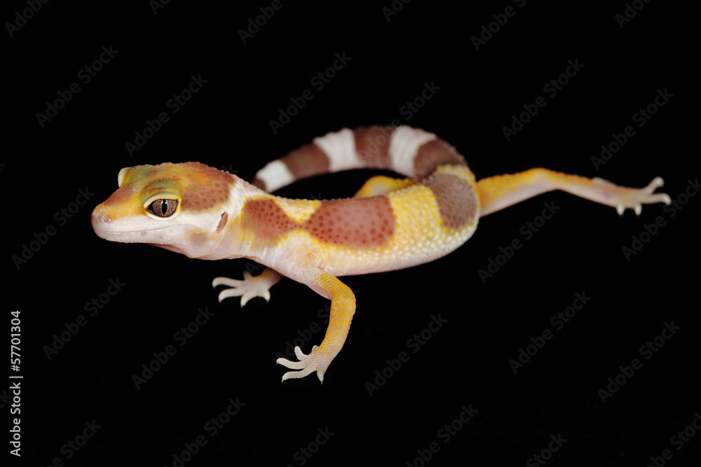 Obraz premium leopard gecko