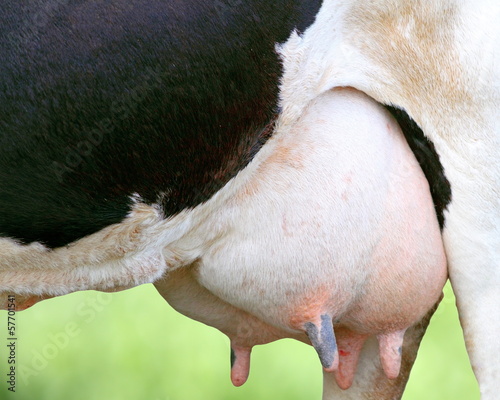 detail of holstein cow udder