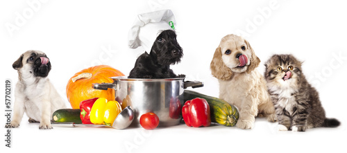 Fototapeta Naklejka Na Ścianę i Meble -  dog in chef's hat