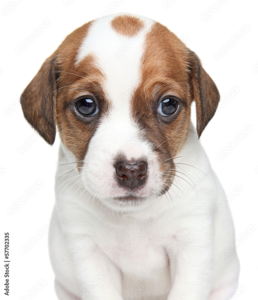 Jack Russell dog puppy portrait