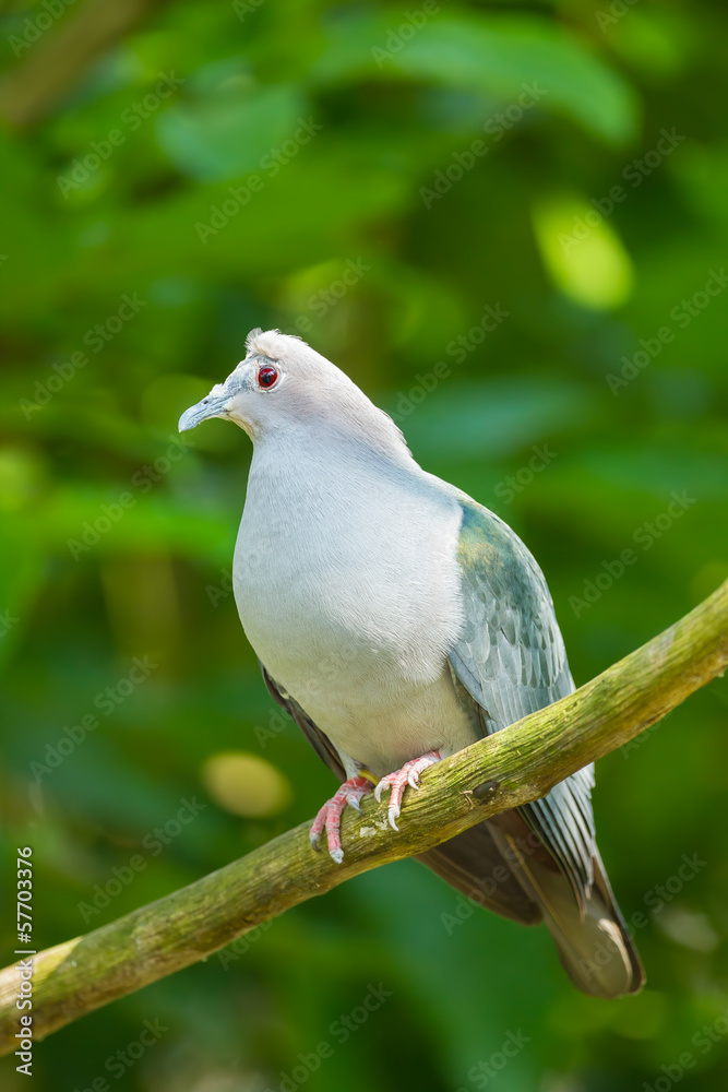 Obraz premium The full close up of Green Imperial Pigeon catch on the tree