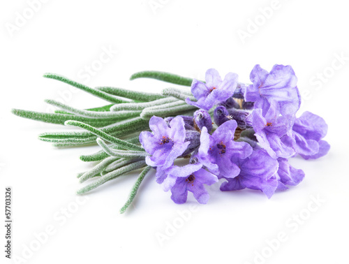Fototapeta Naklejka Na Ścianę i Meble -  Lavender. Flowers isolated on white