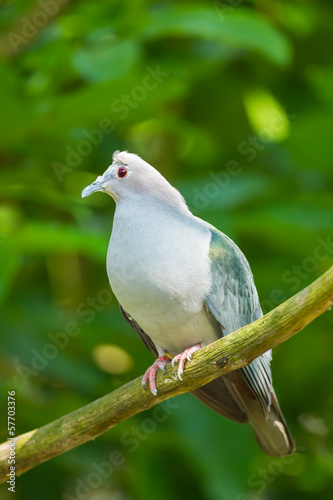 The full close up of Green Imperial Pigeon catch on the tree