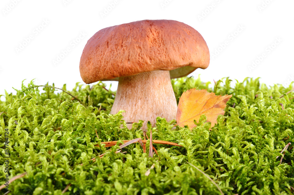Big oak mushroom Big oak mushroom