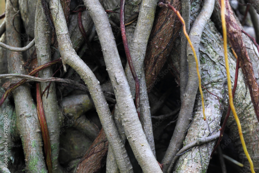 Roots of a Banyan Tree