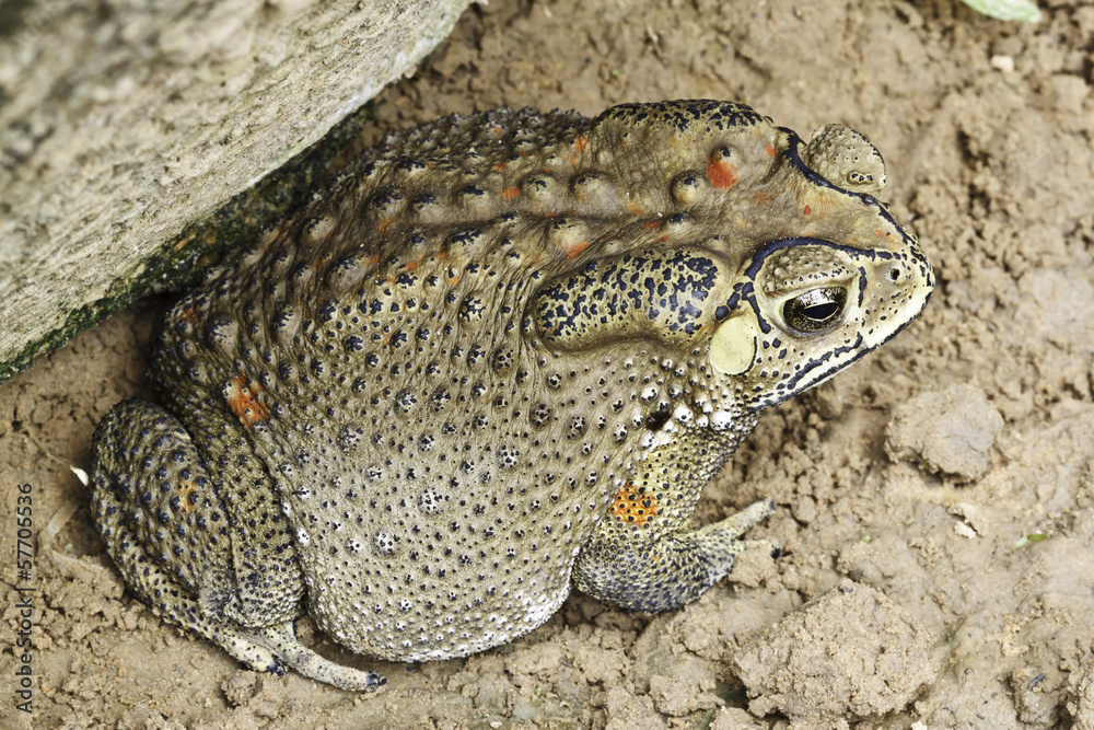 Obraz premium the toad
