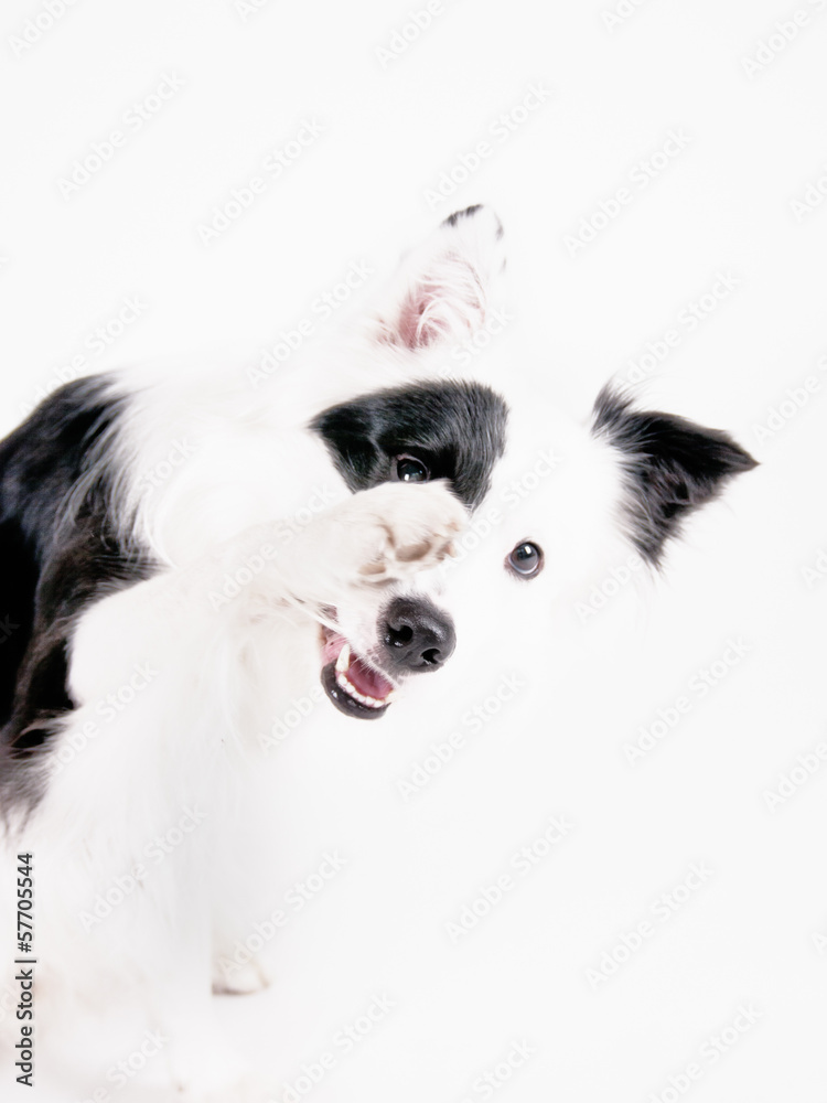 black and white dog (36)