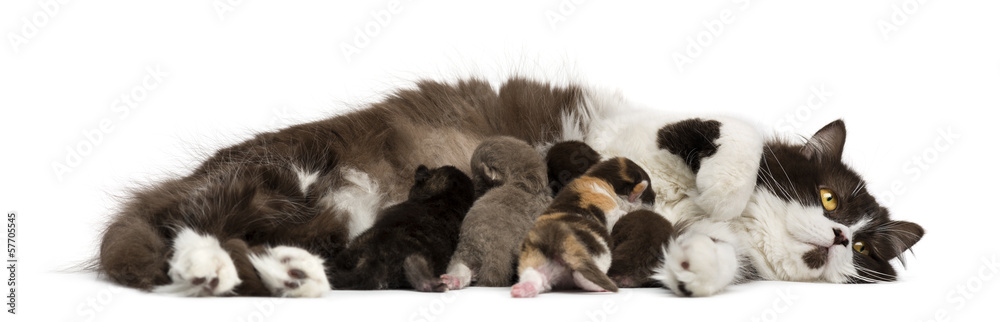 Fototapeta premium Side view of a British Longhair lying, feeding its kittens