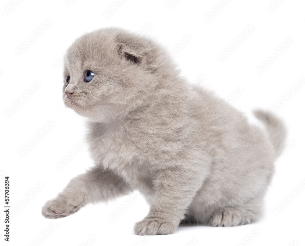 Side view of a Highland fold kitten pawing up, isolated on white