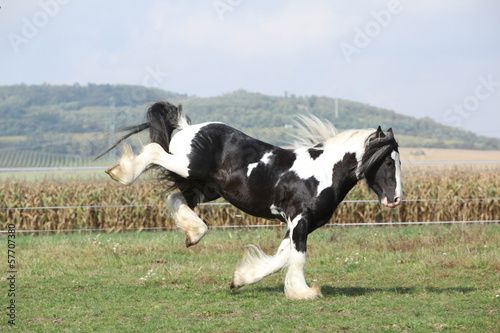 Fototapeta Naklejka Na Ścianę i Meble -  Gorgeous irish cob with long mane jumping