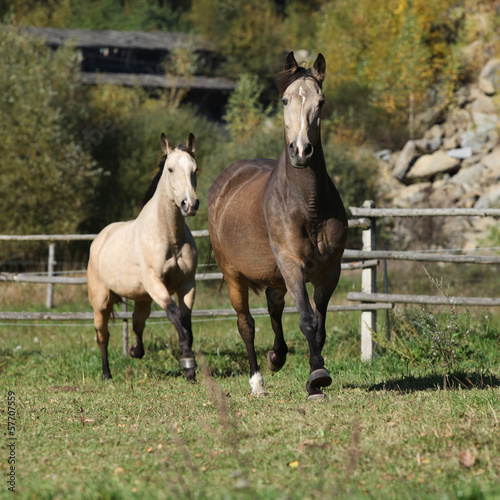 Two Kinsky mares running © Zuzana Tillerova
