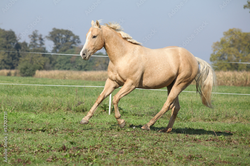 Palomino quarter horse running on pasturage Palomino quarter horse running on pasturage