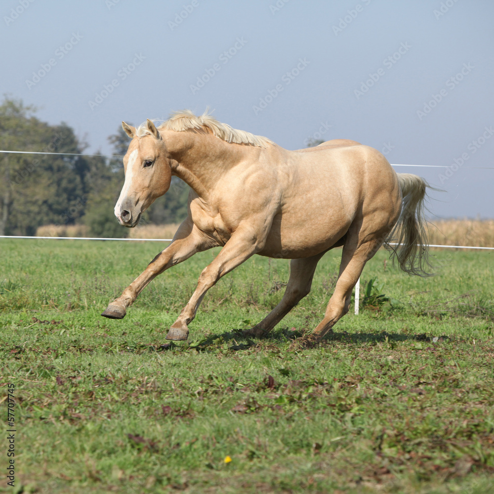 Obraz premium Palomino quarter horse running on pasturage