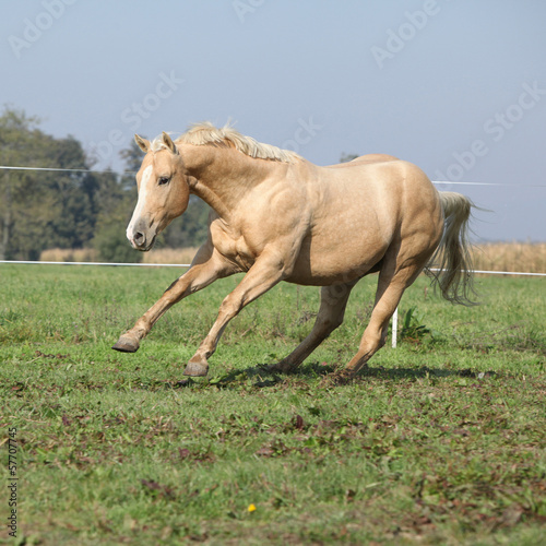 Palomino quarter horse running on pasturage © Zuzana Tillerova