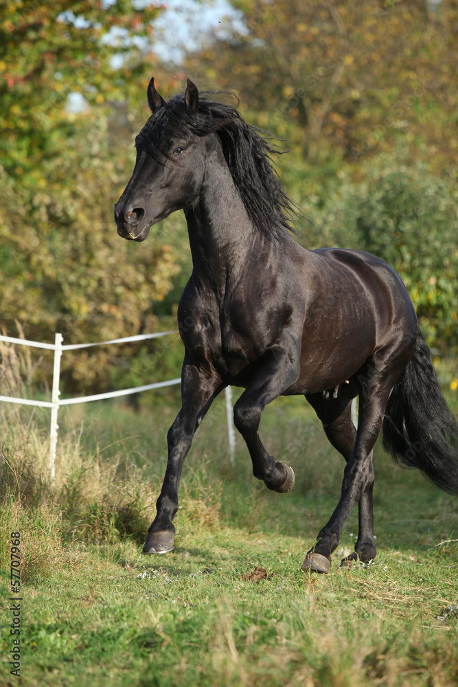 Gorgeous black stallion running in autumn Gorgeous black stallion running in autumn