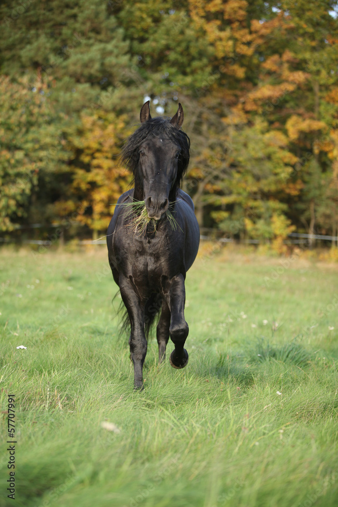 Gorgeous black stallion running in autumn Gorgeous black stallion running in autumn