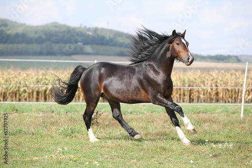 Fototapeta Naklejka Na Ścianę i Meble -  Nice brown stallion with long mane running