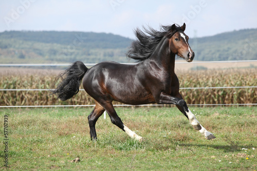 Nice brown stallion with long mane running