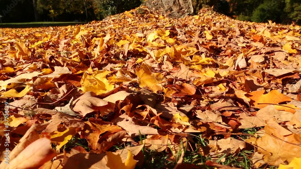 Fallen Maple Leaves, Autumn