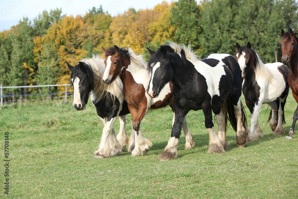 Group of horses running on pasturage Group of horses running on pasturage