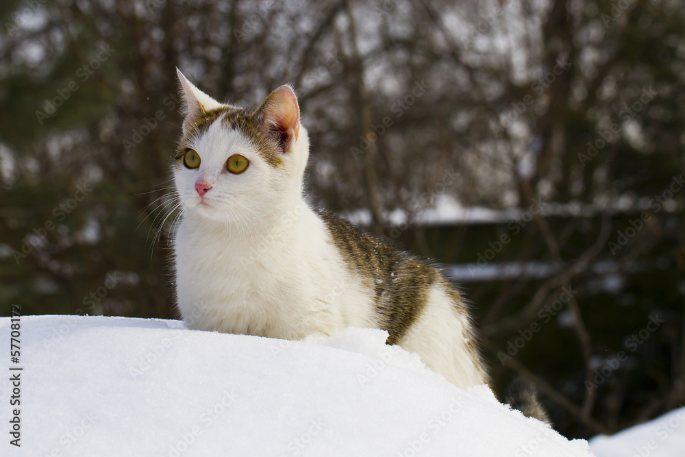 cat in the snow cat in the snow