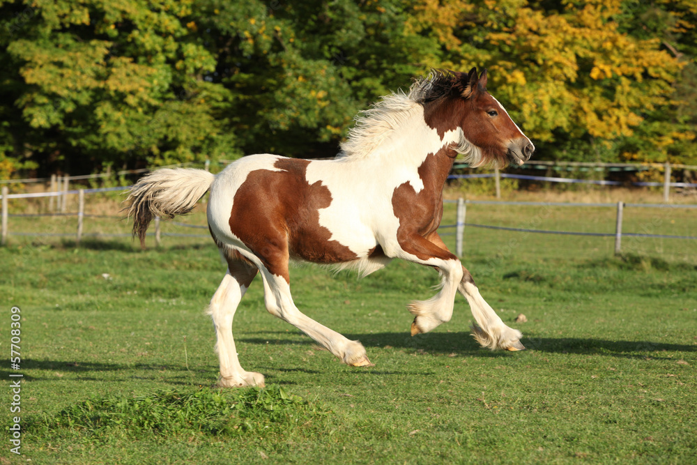 Gorgeous irish cob foal running on pasturage Gorgeous irish cob foal running on pasturage