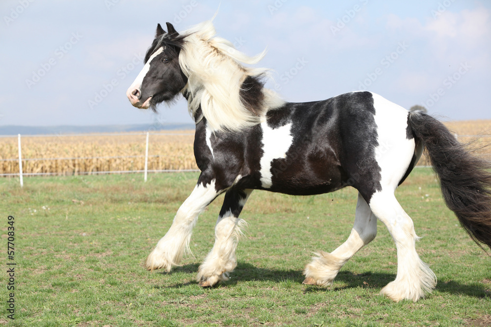Gorgeous stallion with long flying mane Gorgeous stallion with long flying mane