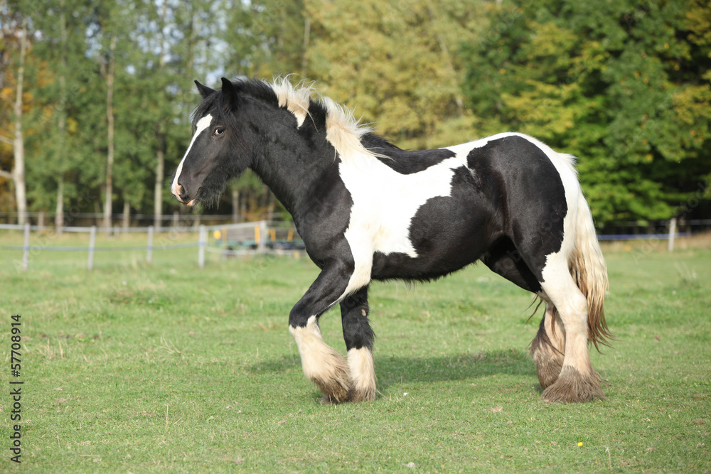 Gorgeous irish cob running on pasturage Gorgeous irish cob running on pasturage