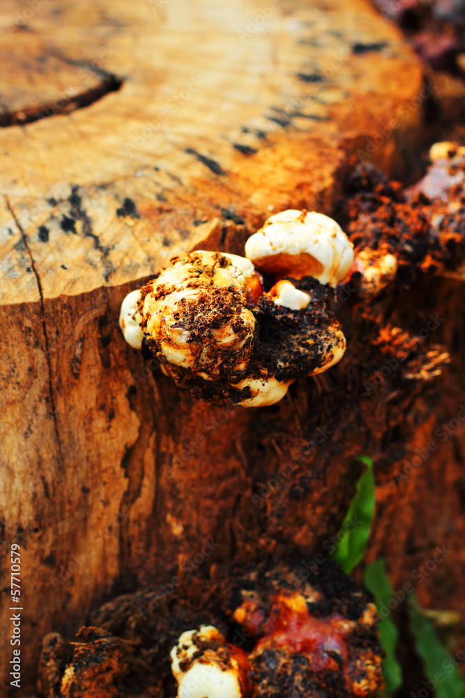 Fresh shiitake mushroom on nature Fresh shiitake mushroom on nature