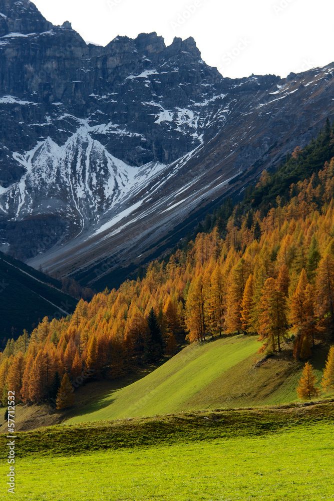 Fototapeta premium Lärchen im Herbst - Tirol