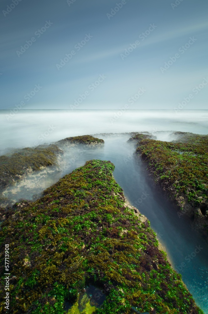 Fototapeta premium Seaweed on the rocks