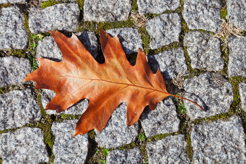 autumn oak leaf on stone pavement autumn oak leaf on stone pavement