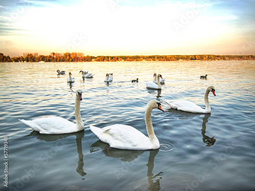 flock of swans in the blue lake water