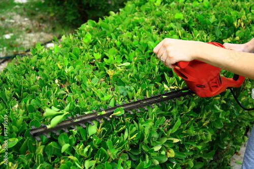 woman pruning shrub with tool in garden