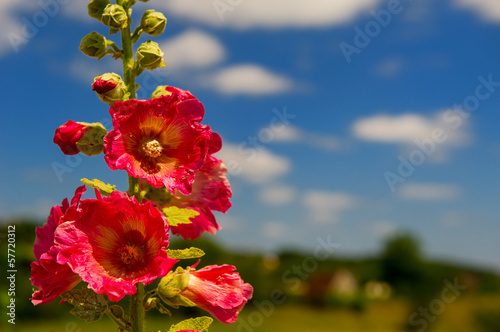Detail of pink Common Hollyhock