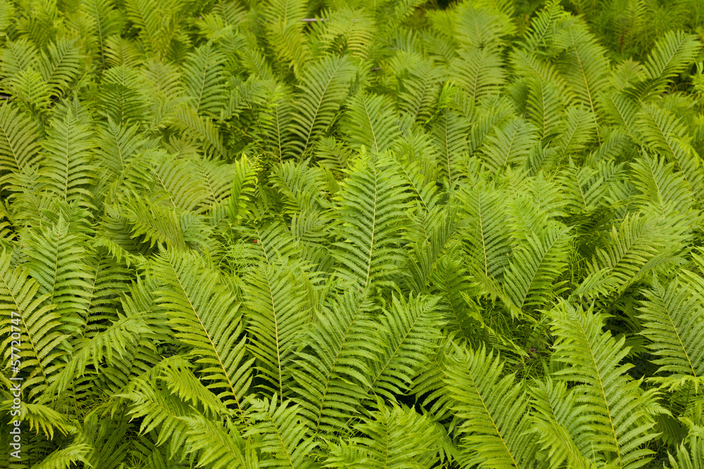 Ostrich fern Matteuccia struthiopteris background Ostrich fern Matteuccia struthiopteris background