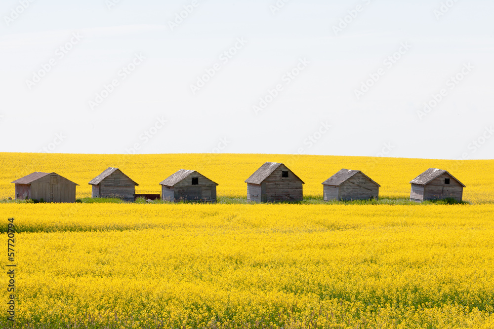 Farm huts canola field farm agriculture landscape Farm huts canola field farm agriculture landscape