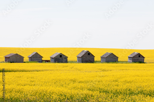 Farm huts canola field farm agriculture landscape photo