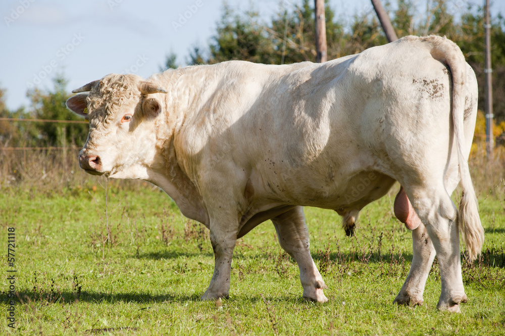 Fototapeta premium Hungarian gray cattle bull