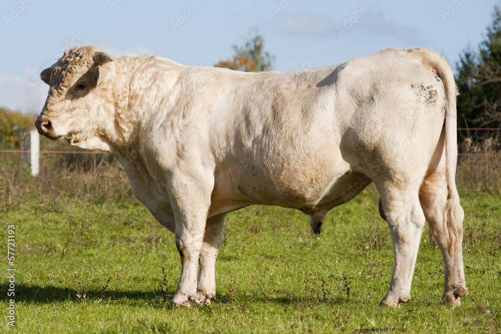 Obraz premium Hungarian gray cattle bull
