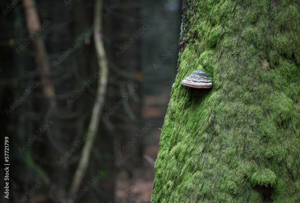 Zunderpilz am bemoosten Baum