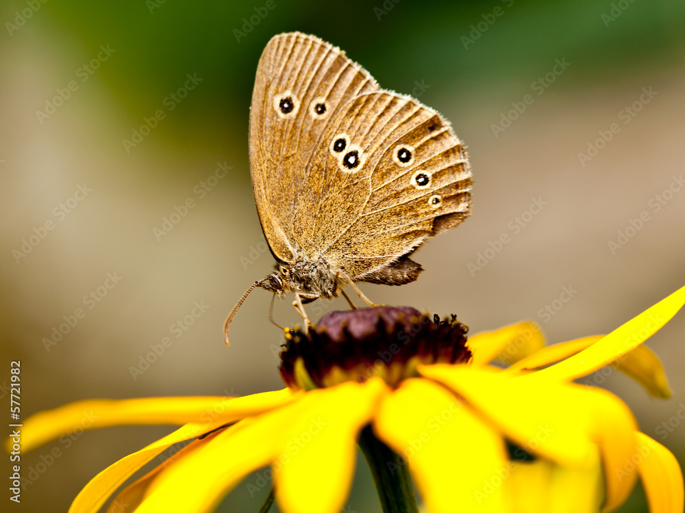 Obraz premium Ringlet (Aphantopus hyperantus) on a yellow flower