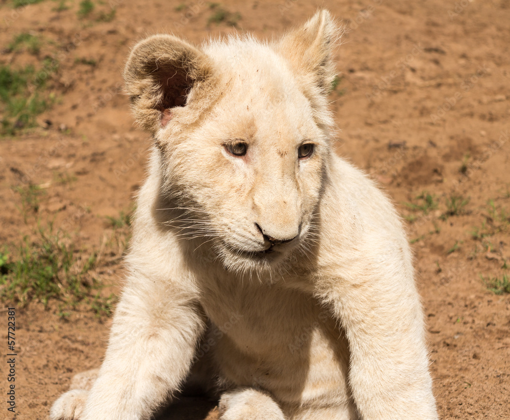 Portrait of small young lion cub Southern Africa Portrait of small young lion cub Southern Africa