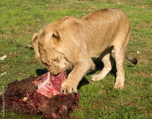 Young lions eating raw meat