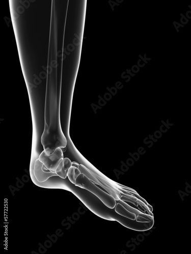 transparent female skeleton - foot bones