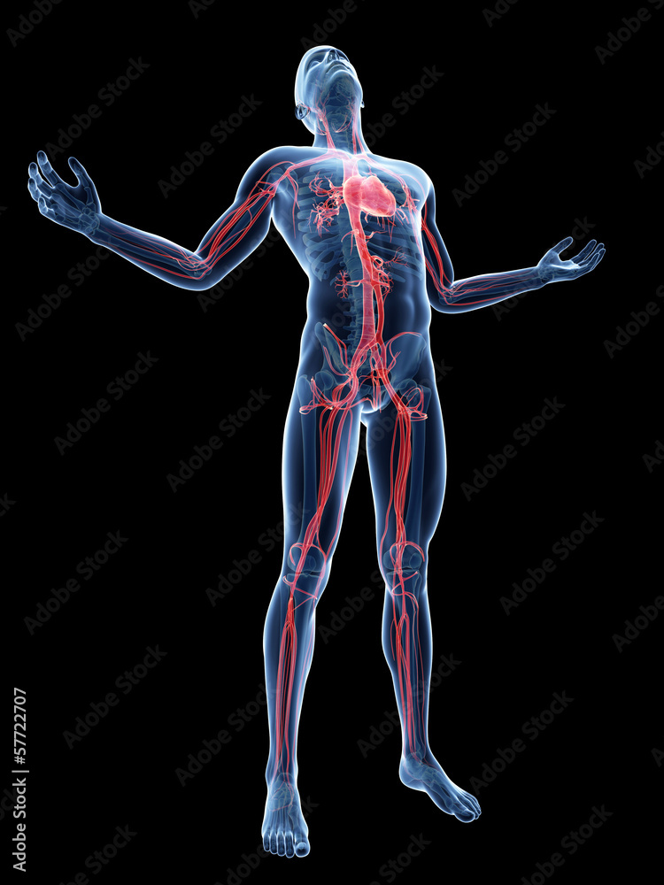male posing - visible vascular system male posing - visible vascular system