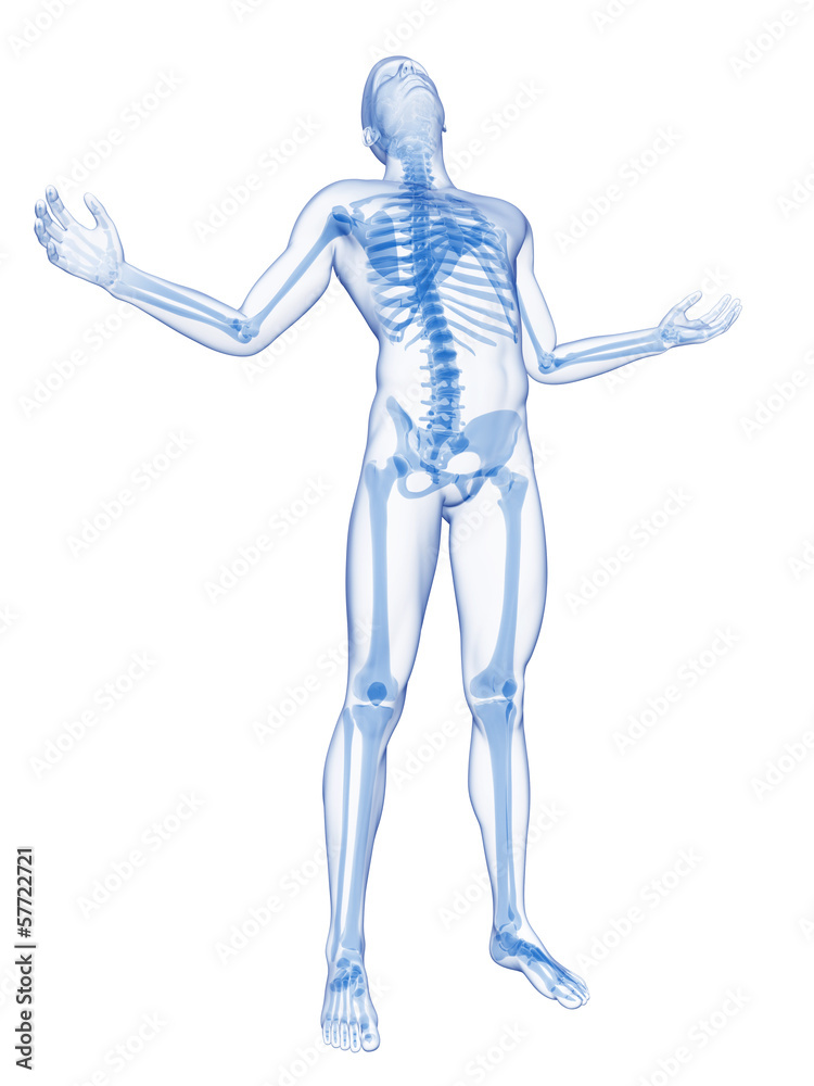 male posing - visible skeleton