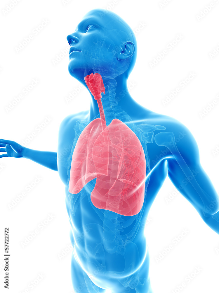 male posing - highlighted lung male posing - highlighted lung