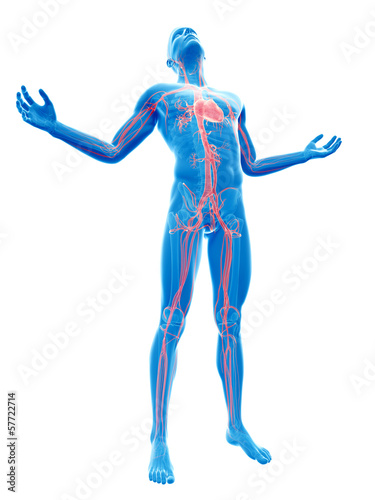 male posing - visible vascular system